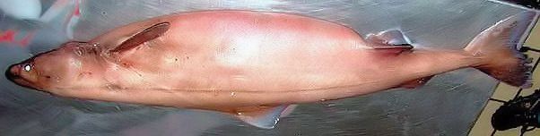 Somniosus rostratus_03